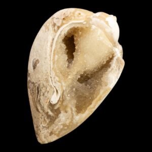 Fossil shell with druzy quartz chalcedony natural fossil specimen spiralite fossil from india dhar region