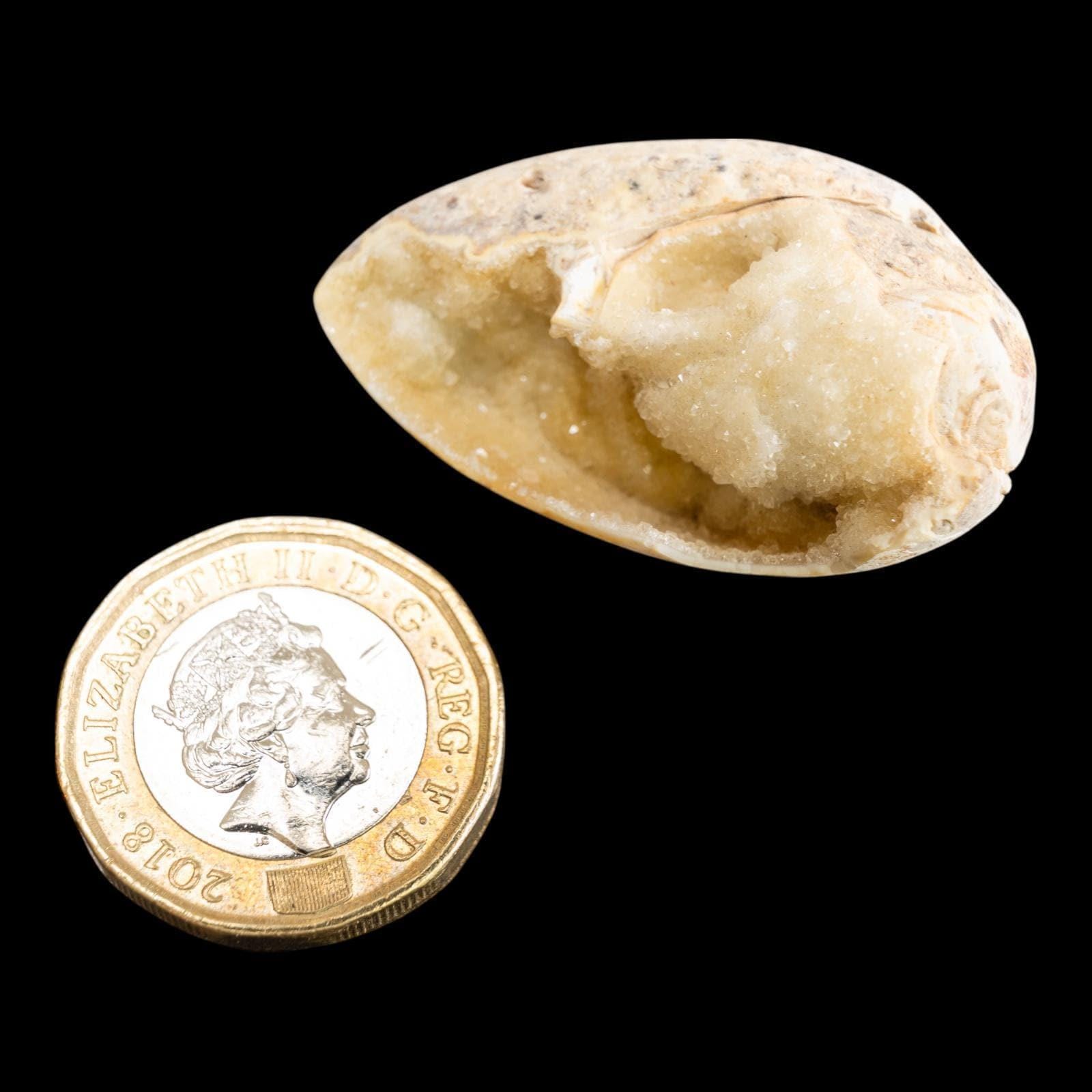 Spiralite fossil with druzy quartz, natural chalcedony shell geode, fossil specimen from india, rare crystallised fossil for collectors - Image 6