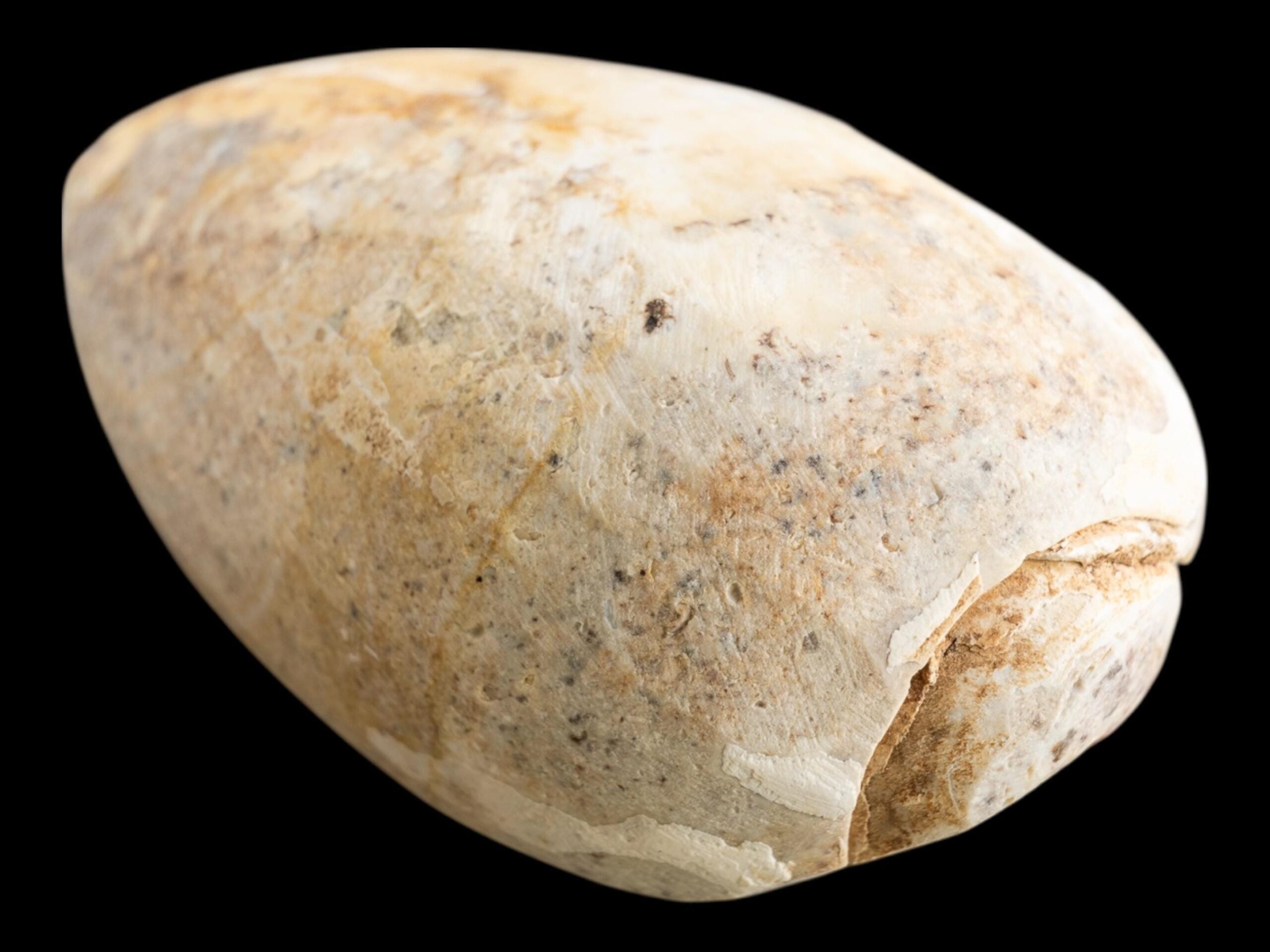 Spiralite fossil with druzy quartz, natural chalcedony shell geode, fossil specimen from india, rare crystallised fossil for collectors - Image 7