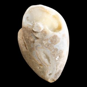 Spiralite fossil: chalcedony druzy quartz shell, dhar region india
